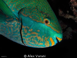Scarus frenatus by Alex Varani 